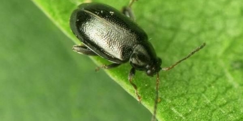 Kako obraditi rotkvicu od buva narodnim lijekovima